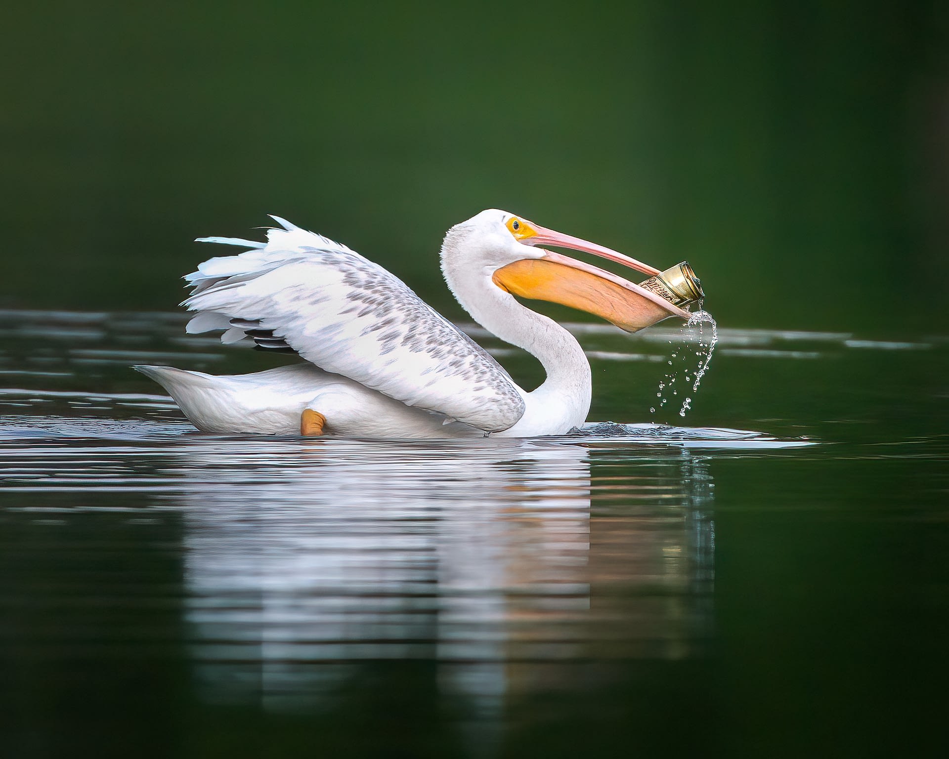 Not Living High Life - Photo Pelican with Beer Can