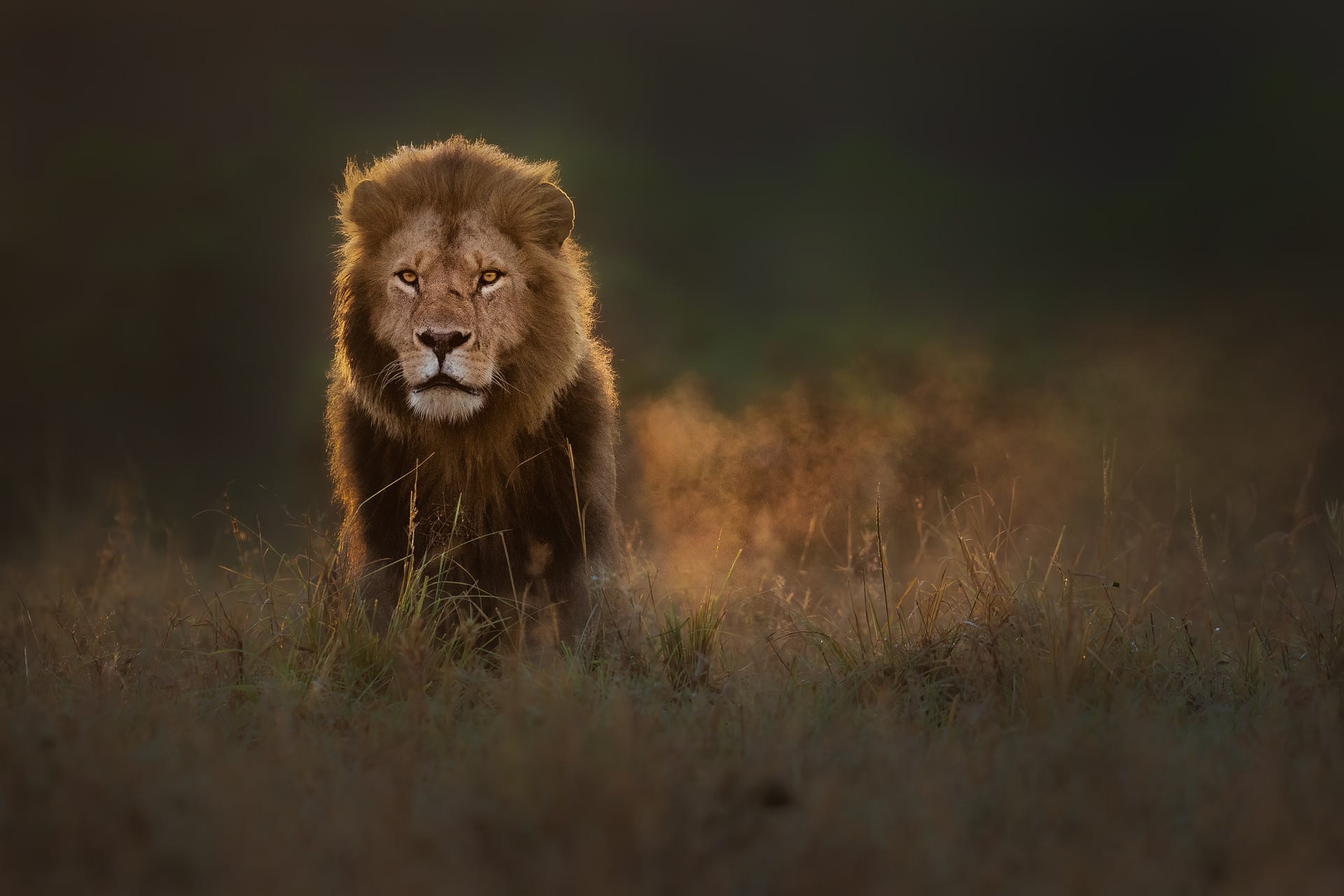 lion-fog-breath-1