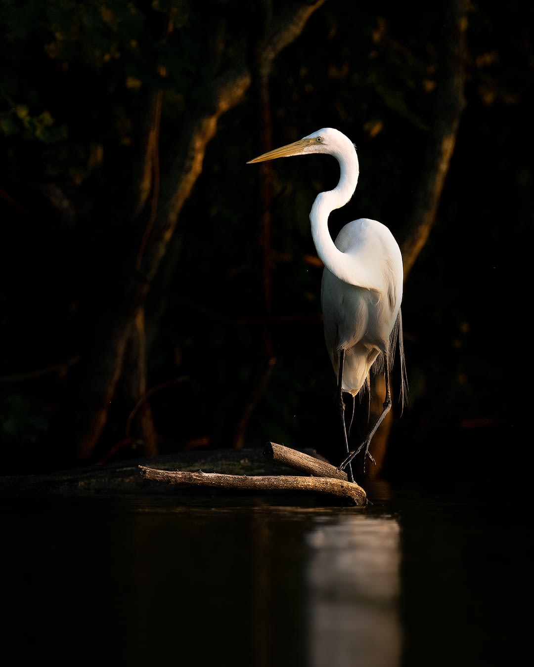 heron-lsu-lakes-1350-PS